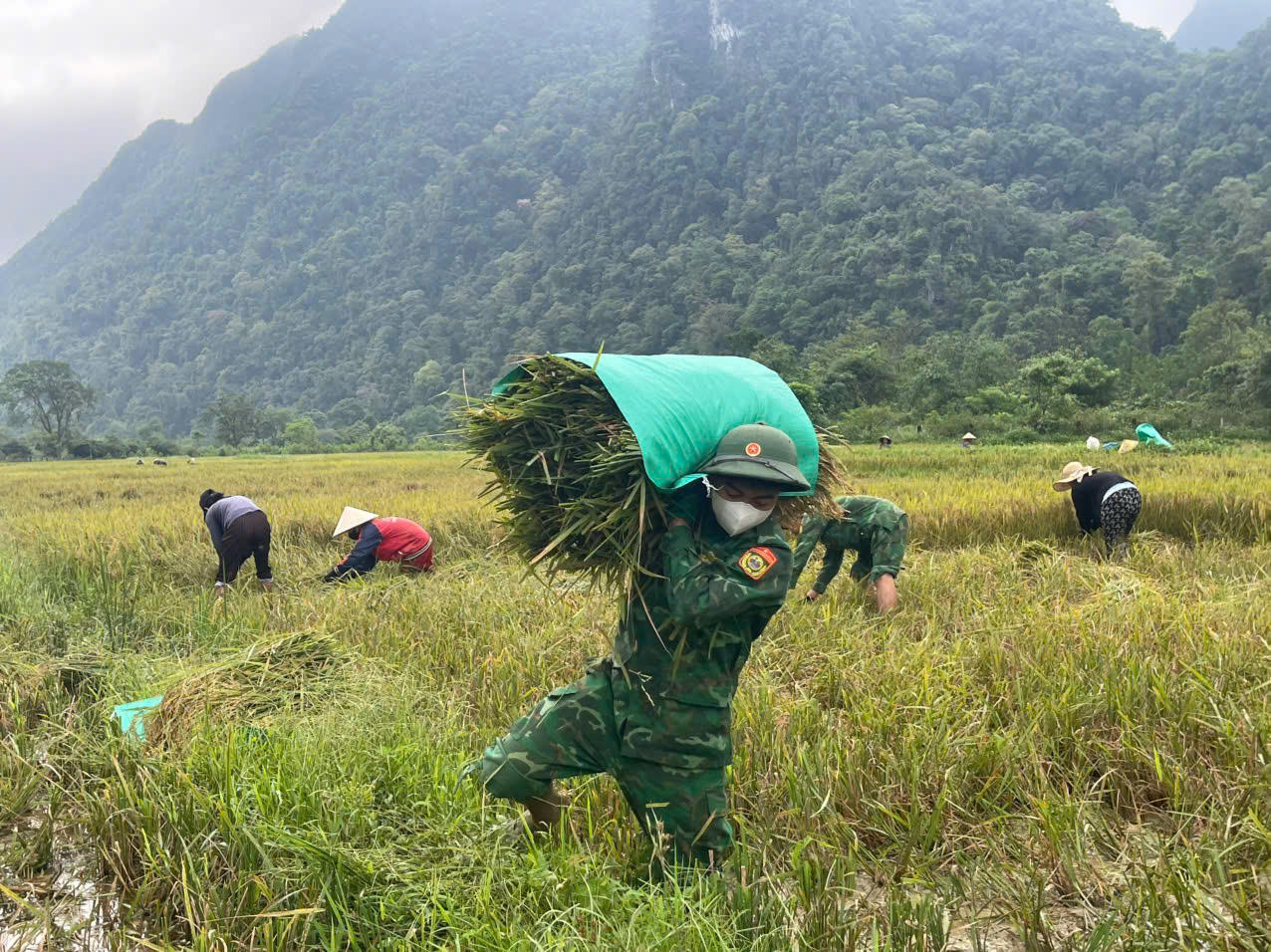 Áo xanh xuống đồng giữ mùa vàng nơi biên giới Quảng Trị