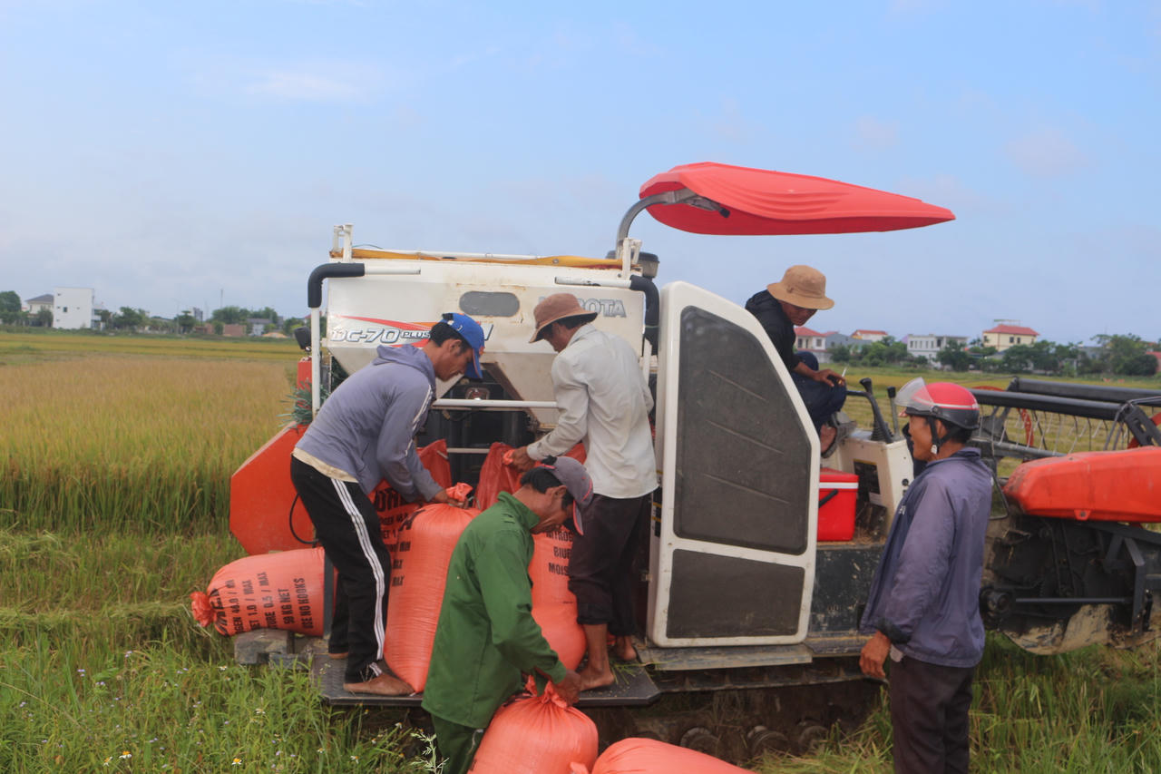 Giá vật tư, nhân công và dịch vụ sản xuất tăng cao khiến lợi nhuận của người trồng lúa bị bào mòn.