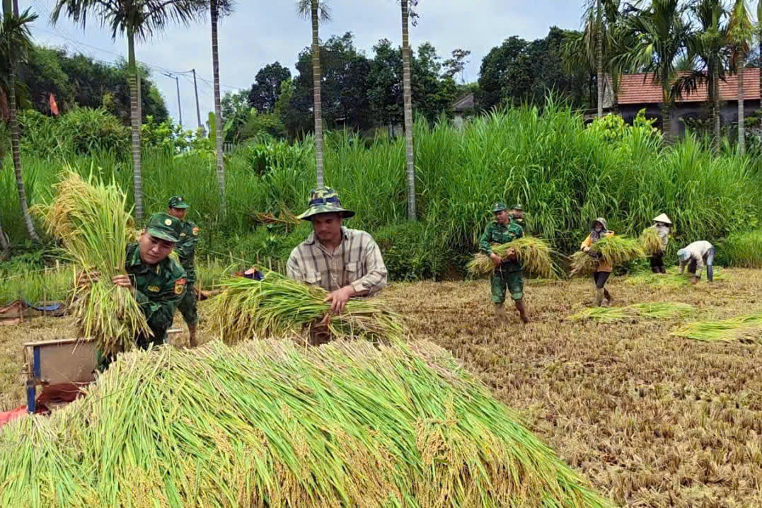 Đồn Biên phòng cửa khẩu Hồng Vân hỗ trợ người dân xã A Lưới 1 thu hoạch lúa&nbsp;