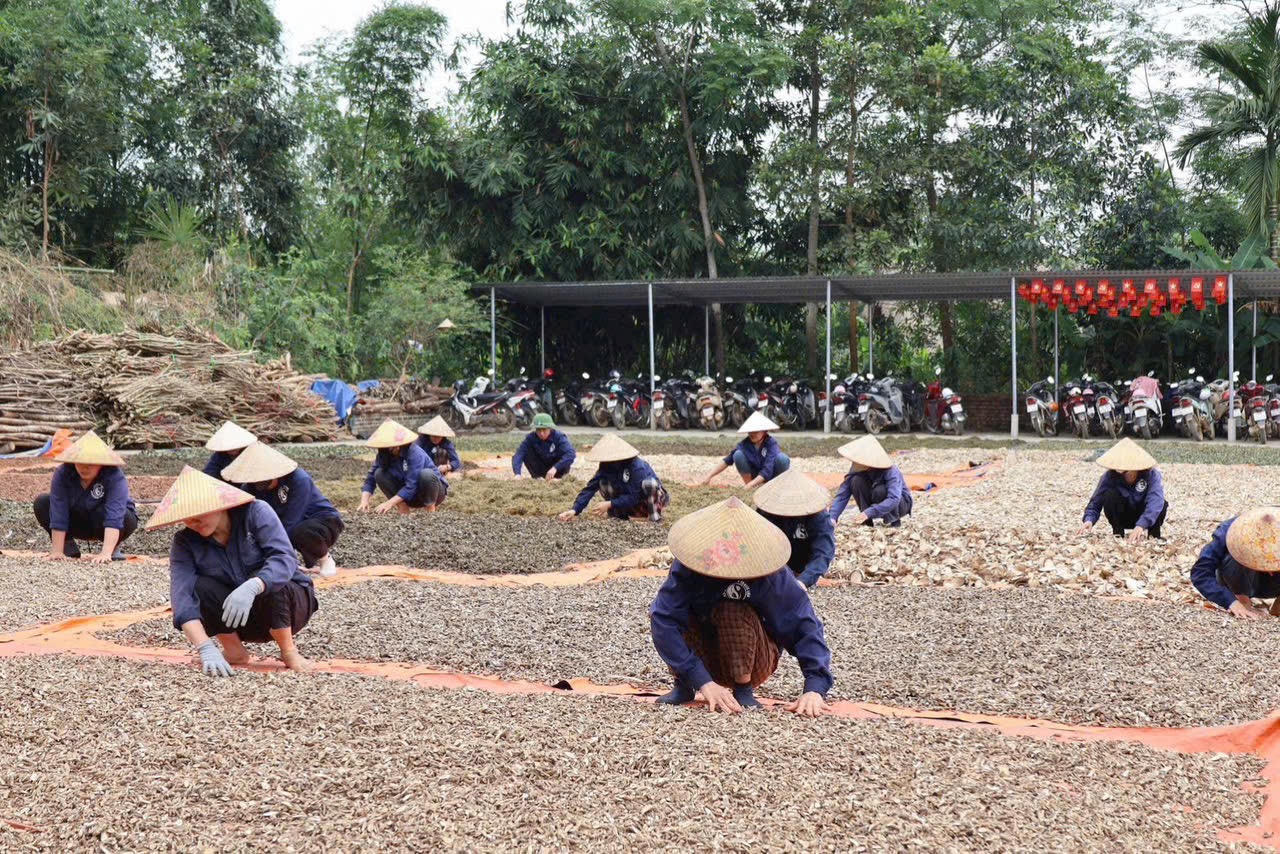 Công nhân tại HTX đang làm công đoạn phơi khô nguyên liệu thảo dược dưới ánh nắng mặt trời. (Ảnh: NVCC)