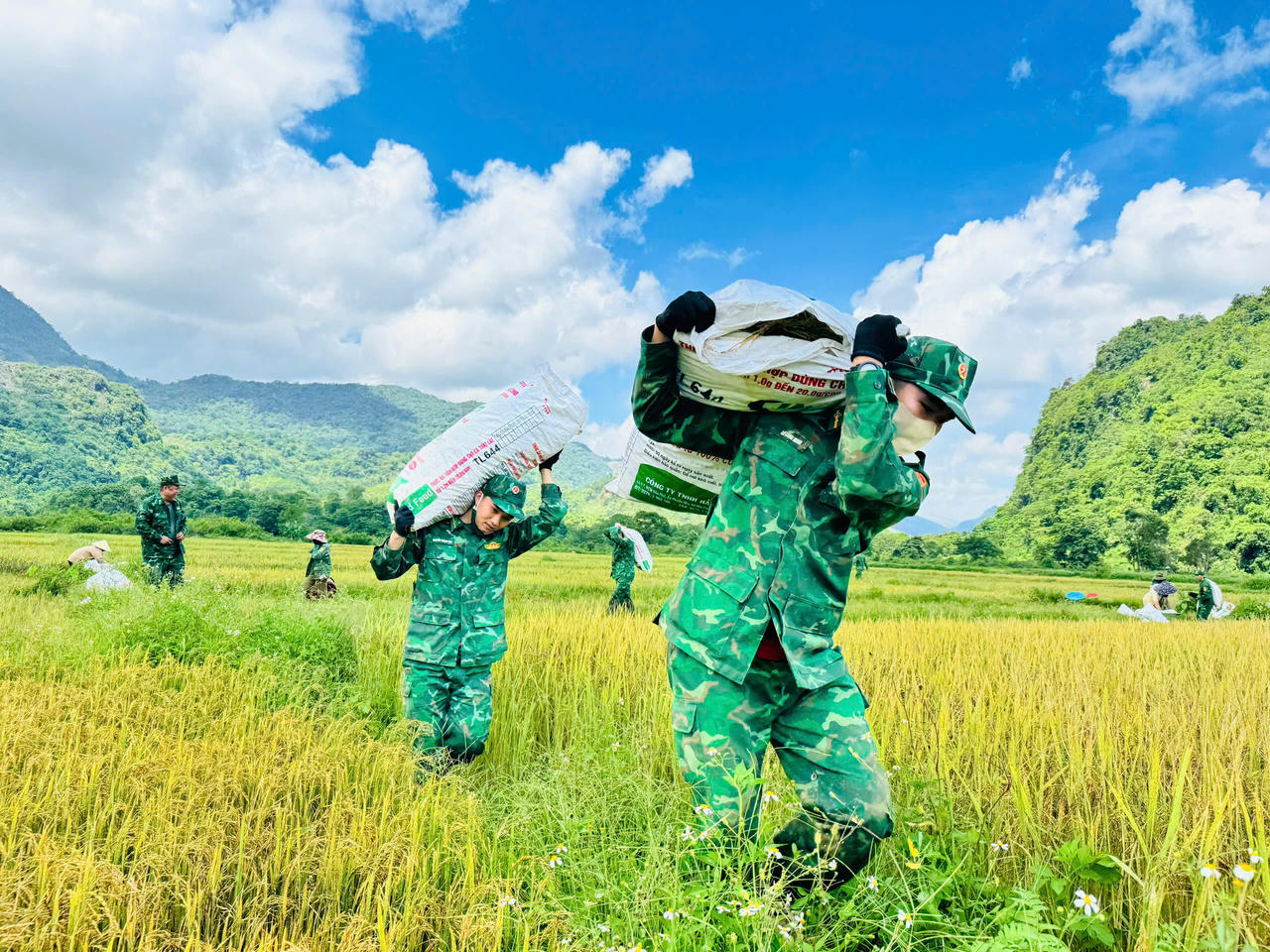Áo xanh xuống đồng giữ mùa vàng nơi biên giới Quảng Trị