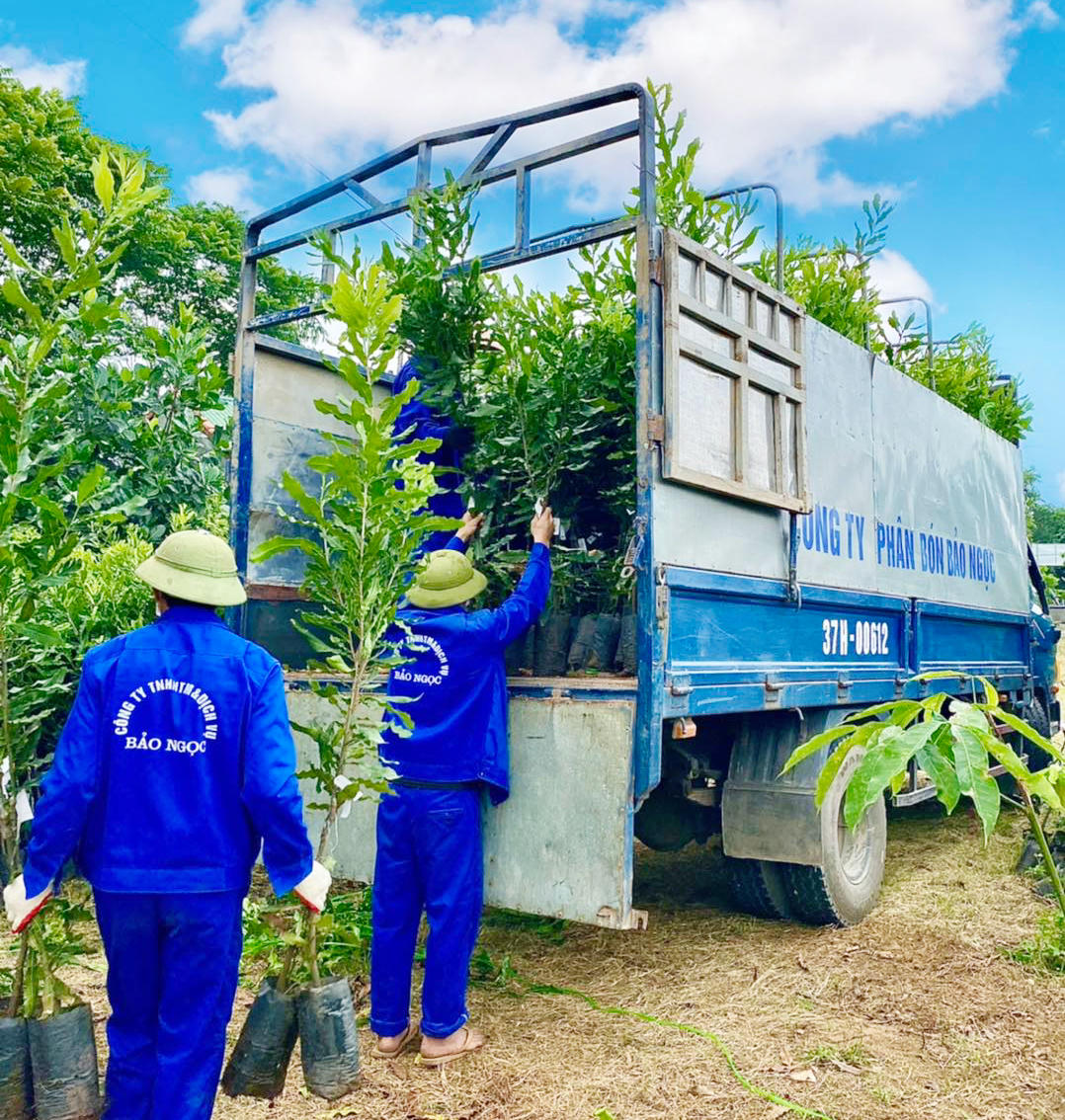 Giống cây mắc ca đảm bảo chất lượng được cung cấp đầy đủ đến với nông dân