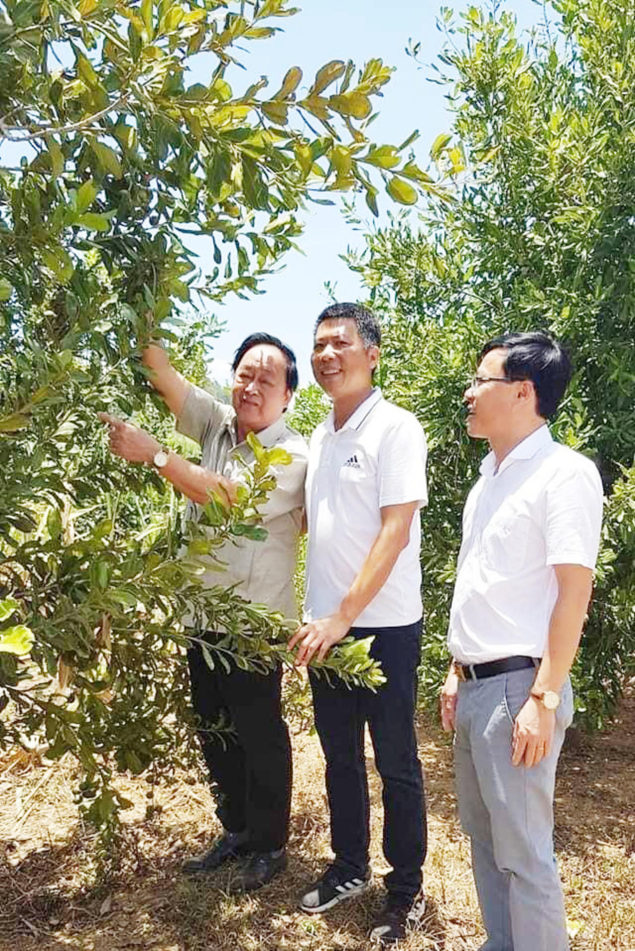 Các chuyên gia nông nghiệp hỗ trợ kỹ thuật khi trồng cây mắc ca trên vùng đất mới