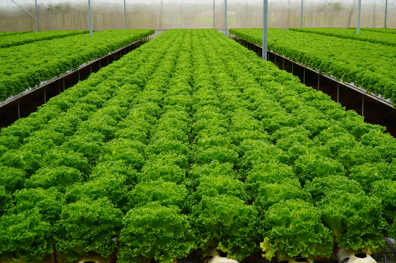 Saigon Co.op: Hành trình 37 năm của một thương hiệu đi lên cùng người Việt