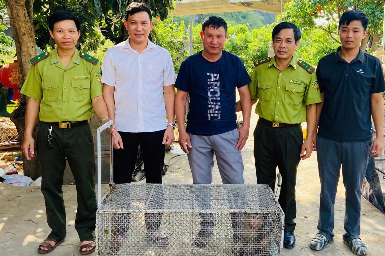 Bàn giao cá thể khỉ đuôi lợn quý hiếm cho Vườn Quốc gia Phong Nha - Kẻ Bàng