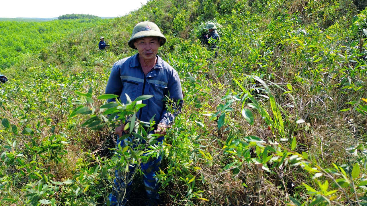 Anh Giáo thu hái lá tràm tại vùng nguyên liệu phục vụ sản xuất tinh dầu tràm OCOP.