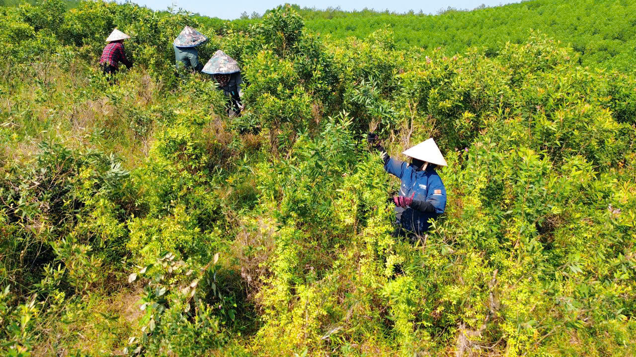 Vùng nguyên liệu tràm gió tại xã Tân Mỹ đang từng bước được mở rộng để phục vụ sản xuất tinh dầu tràm.