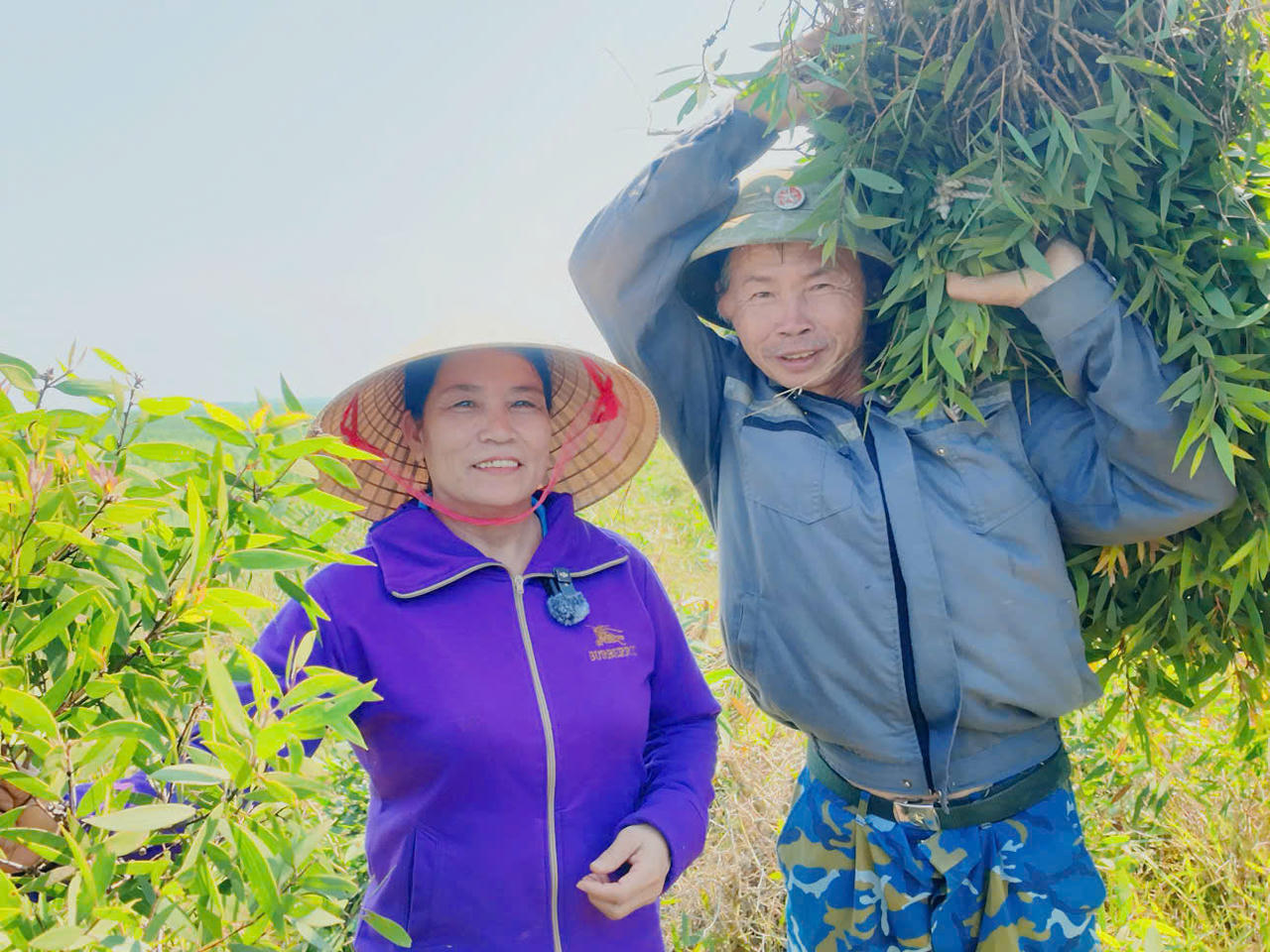 Vợ chồng chị Giáo Vượng thu hoạch lá tràm nguyên liệu tại vùng trồng tràm gió của gia đình.
