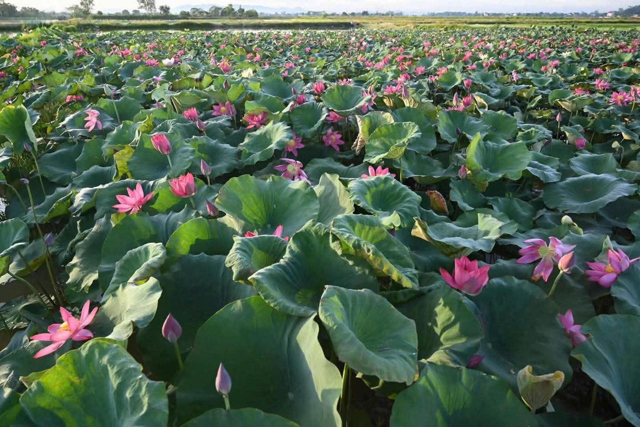  Không chỉ đơn thuần là loài hoa của mùa hạ, sen còn mang một ý nghĩa sâu sắc trong đời sống tinh thần người Việt