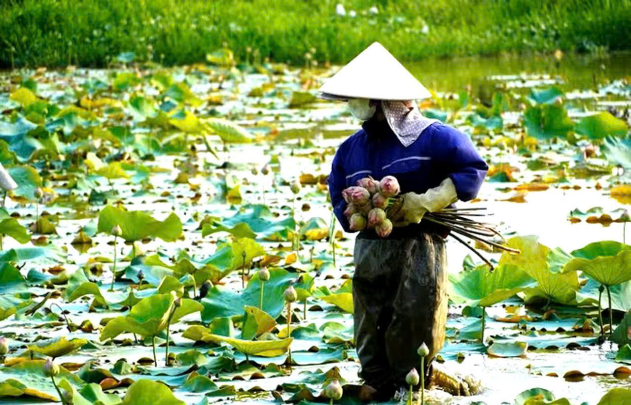 Vào cao điểm mùa vụ, mỗi ngày gia đình có thể thu hoạch từ 400 đến 500 bông sen.