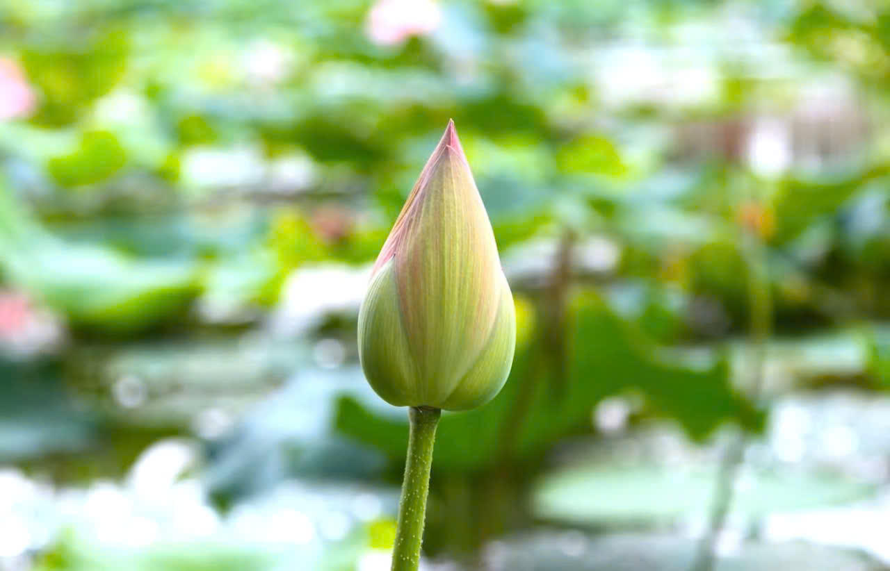 Vẻ đẹp thanh cao vươn lên từ bùn đất