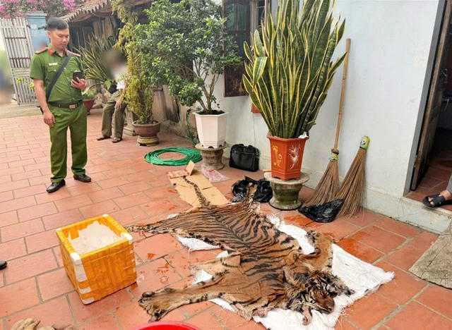 Khởi tố 3 vụ án vi phạm về động vật hoang dã, thu giữ nhiều xương hổ tại Bắc Ninh