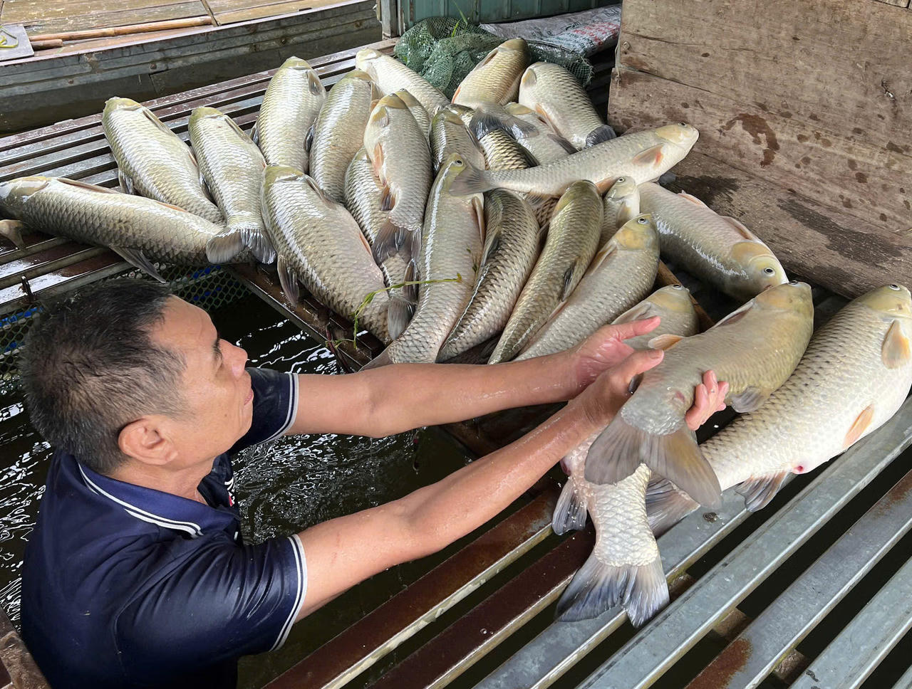 Nghệ An tăng cường quản lý nguồn thải, giám sát dịch bệnh sau sự cố cá chết hàng loạt