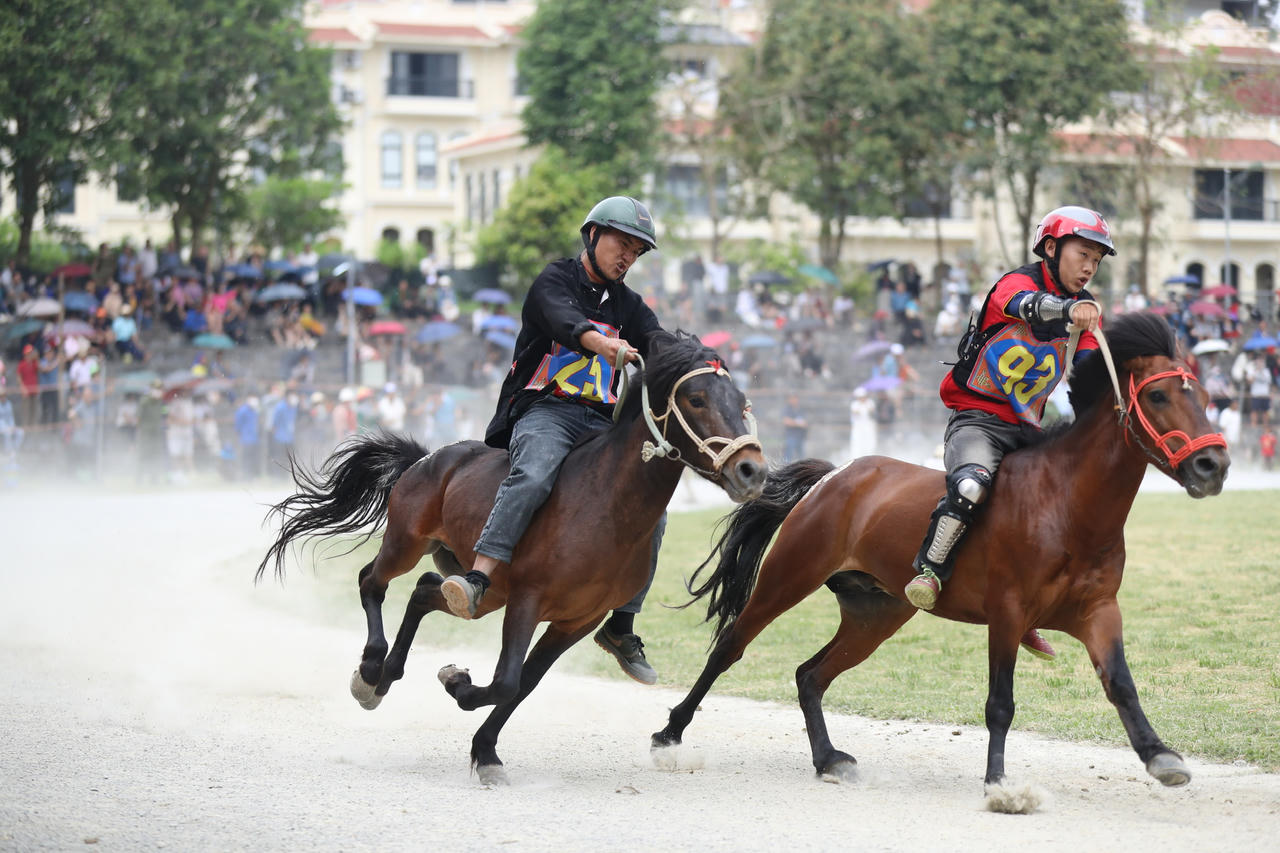 Những chú ngựa thồ quen thuộc ngày thường bước vào cuộc tranh tài đầy kịch tính tại lễ hội.