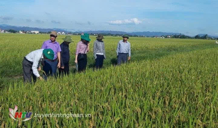Tín dụng chính sách - 'đòn bẩy' giảm nghèo bền vững ở miền núi Tân Kỳ