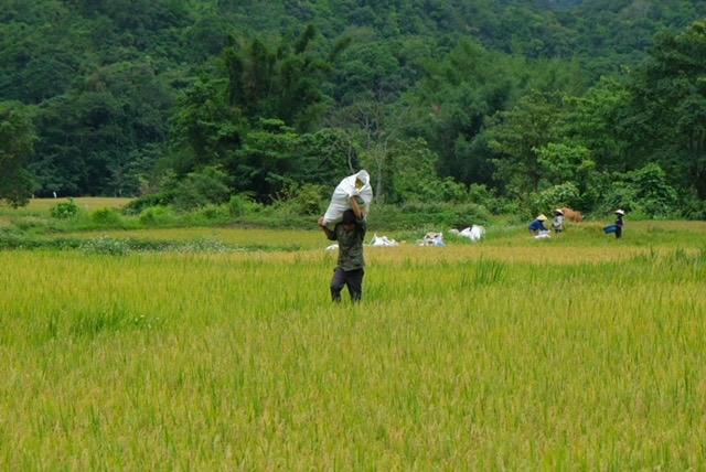 Người dân gặt, mang lúa về nhà.