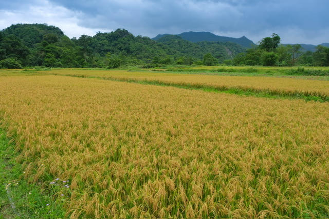 Cánh đồng lúa vàng óng nơi đại ngàn Trường Sơn.