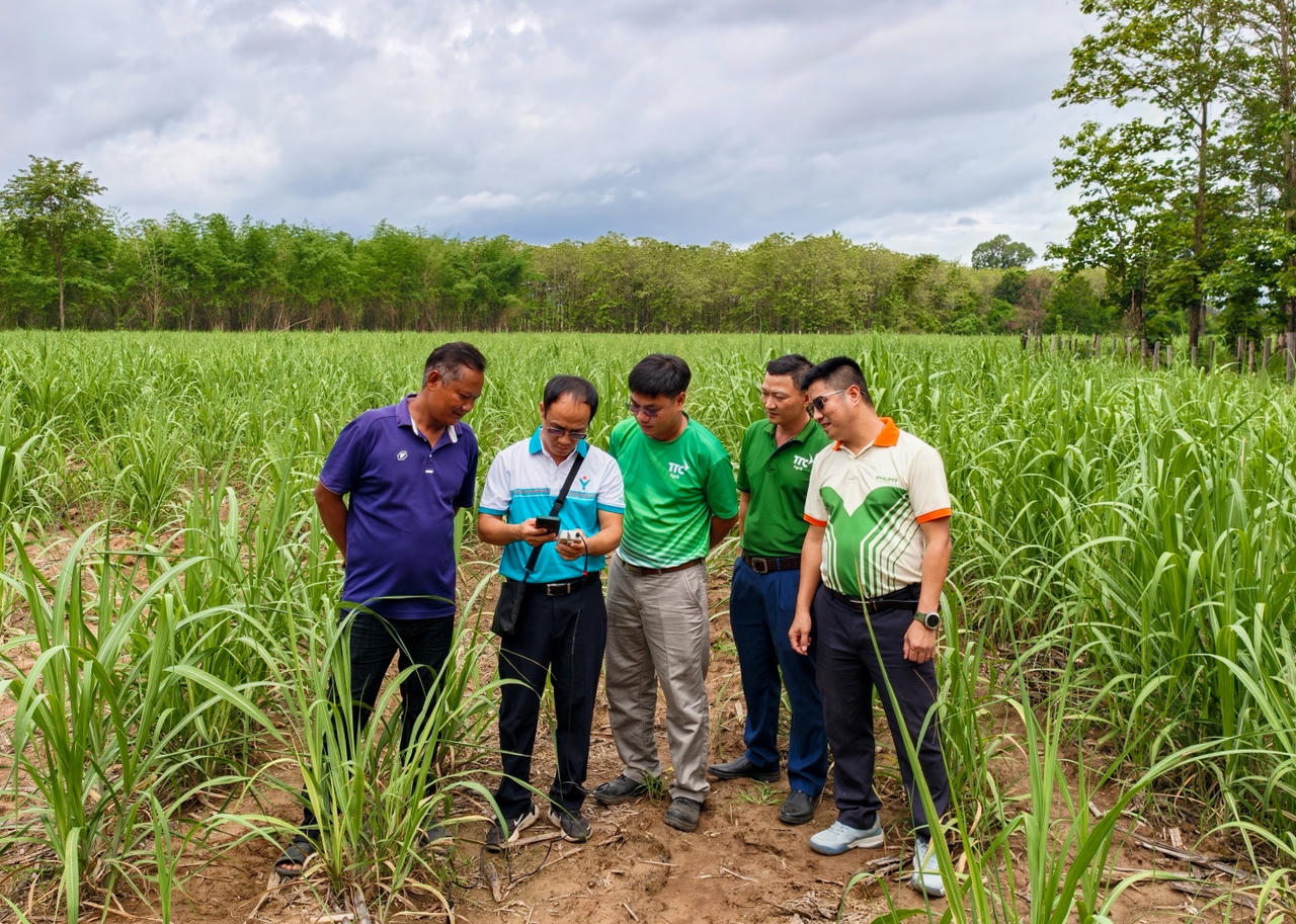 Chuyên gia, cán bộ kỹ thuật Phú Mỹ cùng đội ngũ kỹ thuật TTC Attapeu thực hiện đo dinh dưỡng đất tại ruộng mía.
