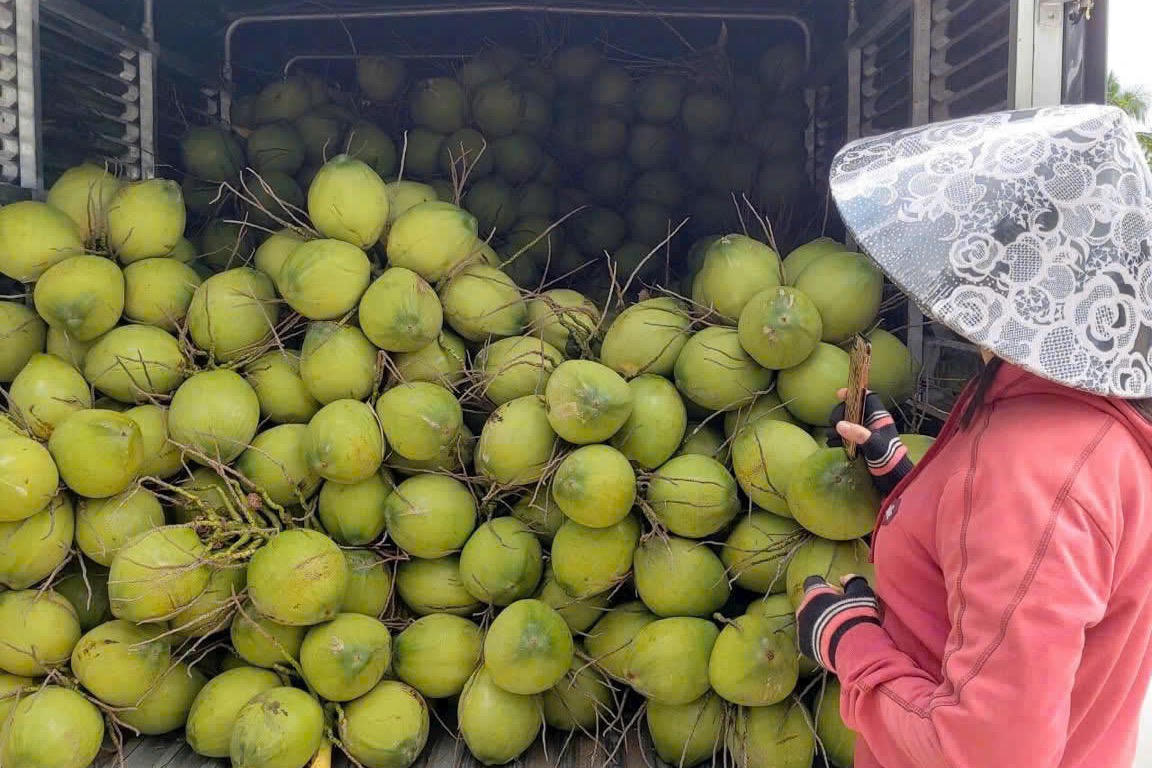 Vĩnh Long tổ chức CocoNext 2026: Mở đường cho ngành dừa tăng tốc chuỗi giá trị xanh