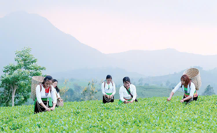 Mô hình trồng chè tại Tân Sơn.