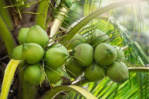 Vĩnh Long tổ chức CocoNext 2026: Mở đường cho ngành dừa tăng tốc chuỗi giá trị xanh