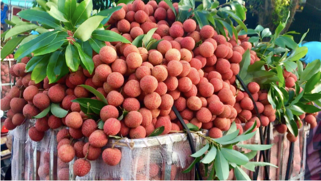 Tạo “luồng xanh” cho quả vải khi vào chính vụ