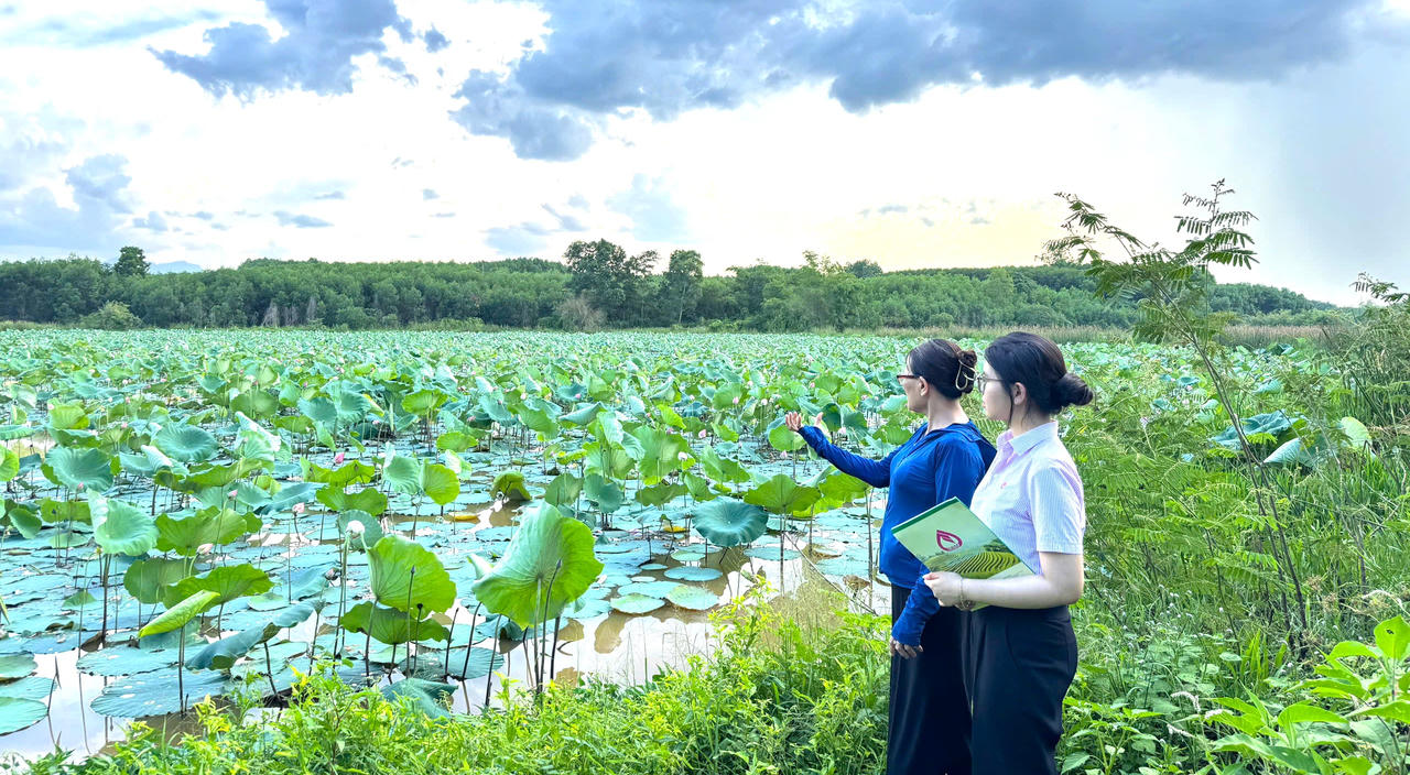 Cán bộ NHCSXH Phong Điền kiểm tra mô hình trồng sen lấy hạt tại phường Phong Phú.