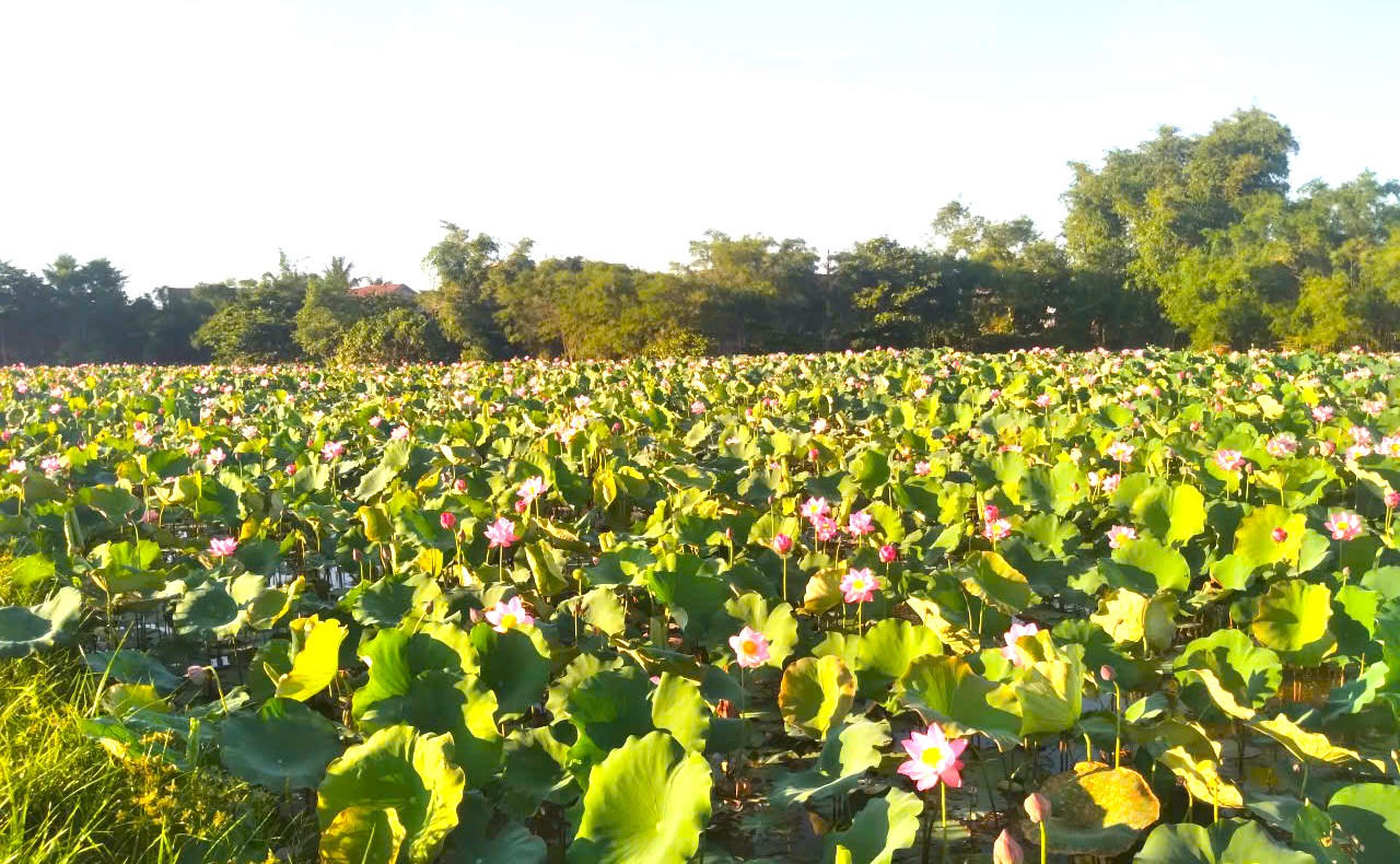 Những đầm sen mang lại giá trị kinh tế cao cho người dân xứ Huế.