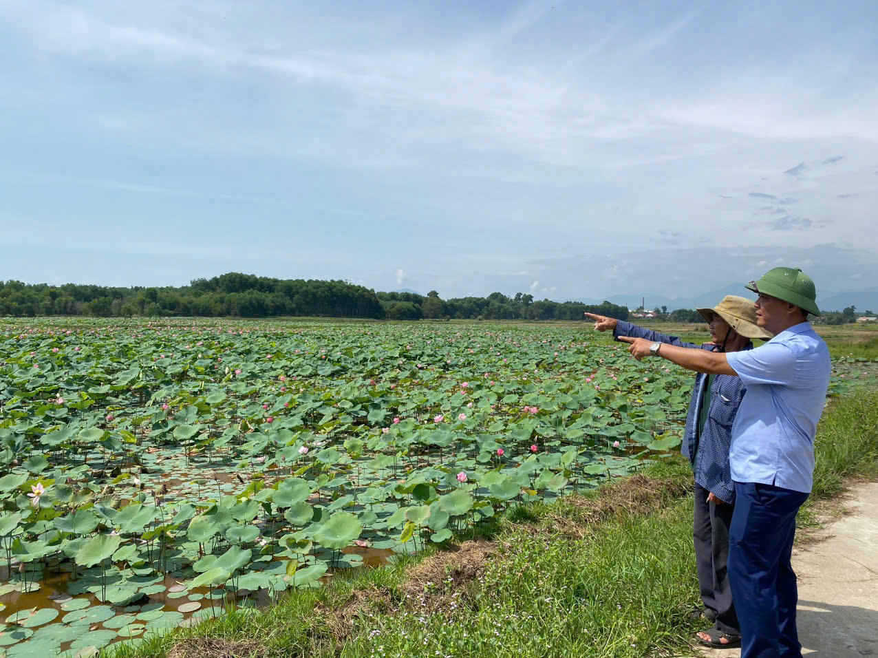 Mô hình trồng sen lấy hạt của ông Trương Duy Hòa tại phường Phong Điền.