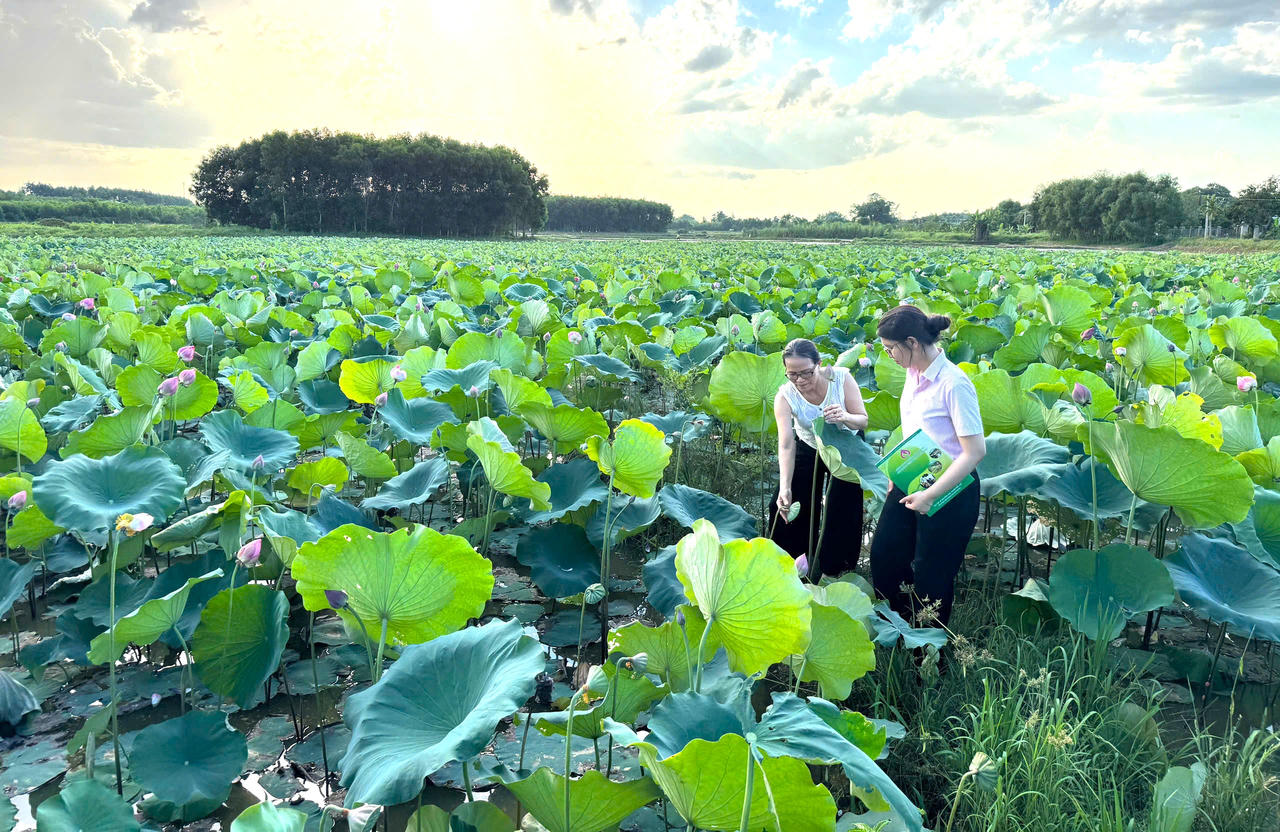 Khơi dòng sinh kế từ sen Huế bằng nguồn vốn tín dụng chính sách