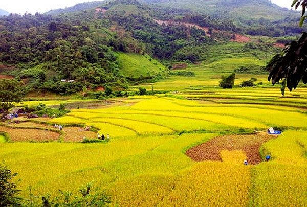 Cánh đồng lúa chín Đồng Phúc trải rộng như tấm thảm vàng óng dưới chân núi (Ảnh:&nbsp; Bích Phượng).