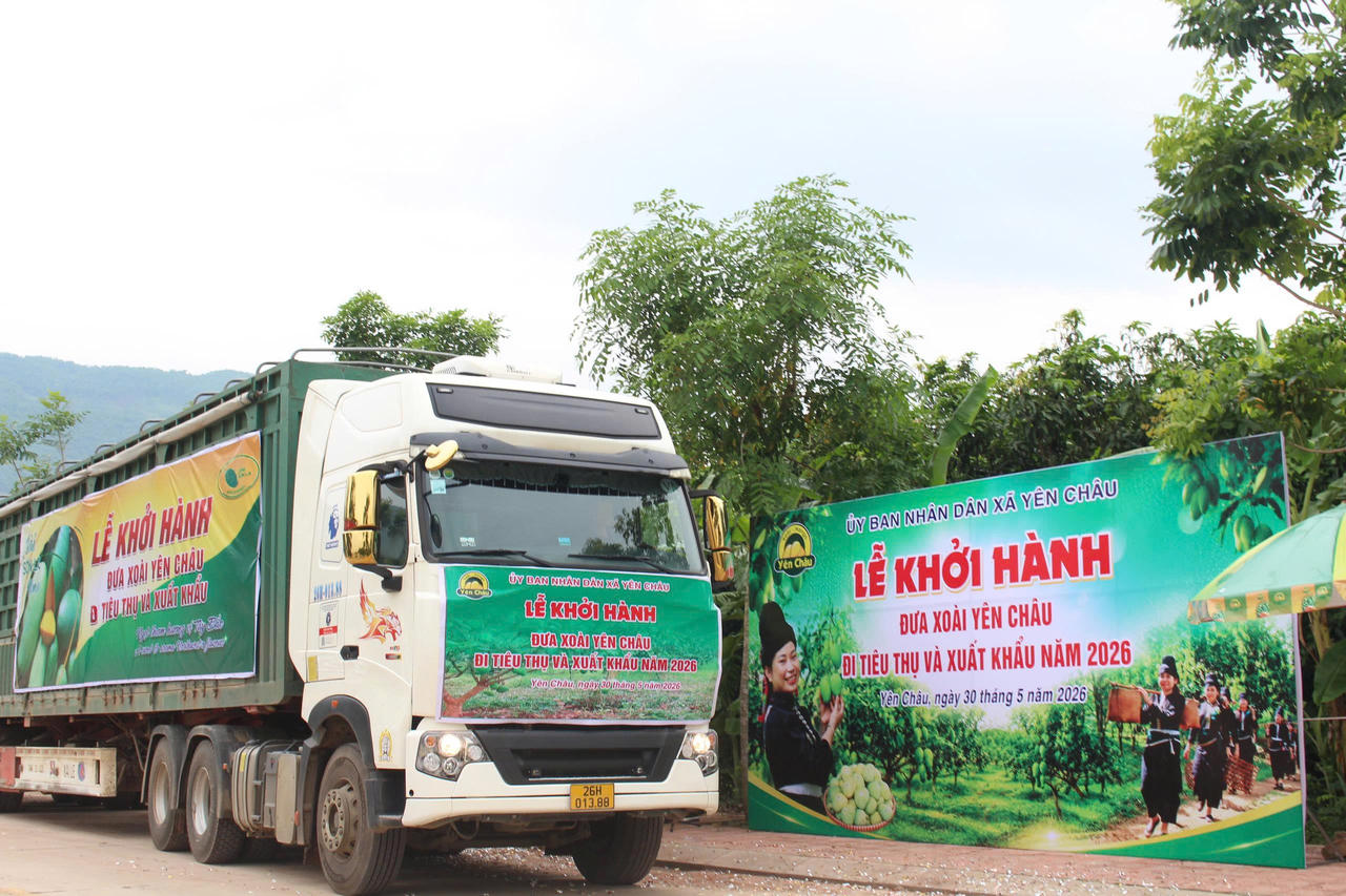 Khởi hành đưa xoài Yên Châu đi tiêu thụ và xuất khẩu.