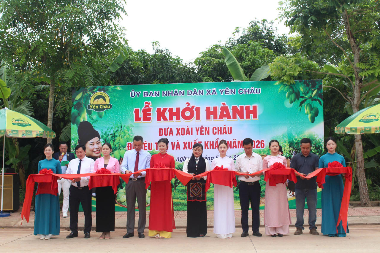 Lễ cắt băng đưa xoài Yên Châu đi tiêu thụ và xuất khẩu.