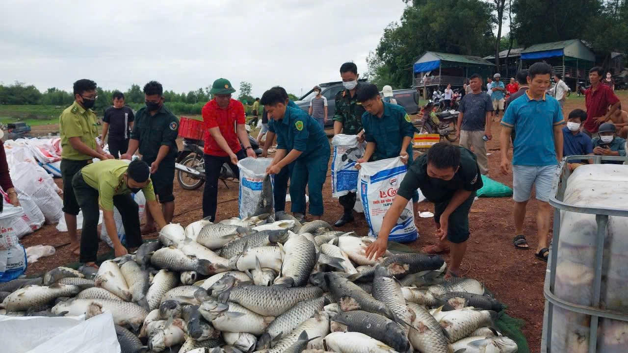 Cơ quan chức năng đang giúp người dân vớt cá chết lên bờ.