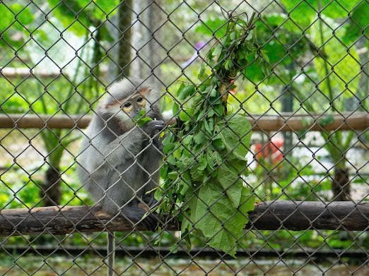 Khi môi trường tự nhiên chưa đủ an toàn để đón những “đứa con” trở về