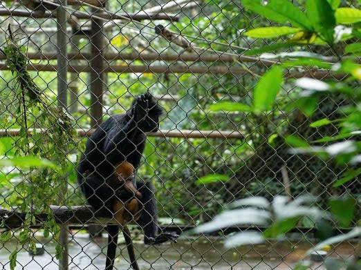 Khi môi trường tự nhiên chưa đủ an toàn để đón những “đứa con” trở về