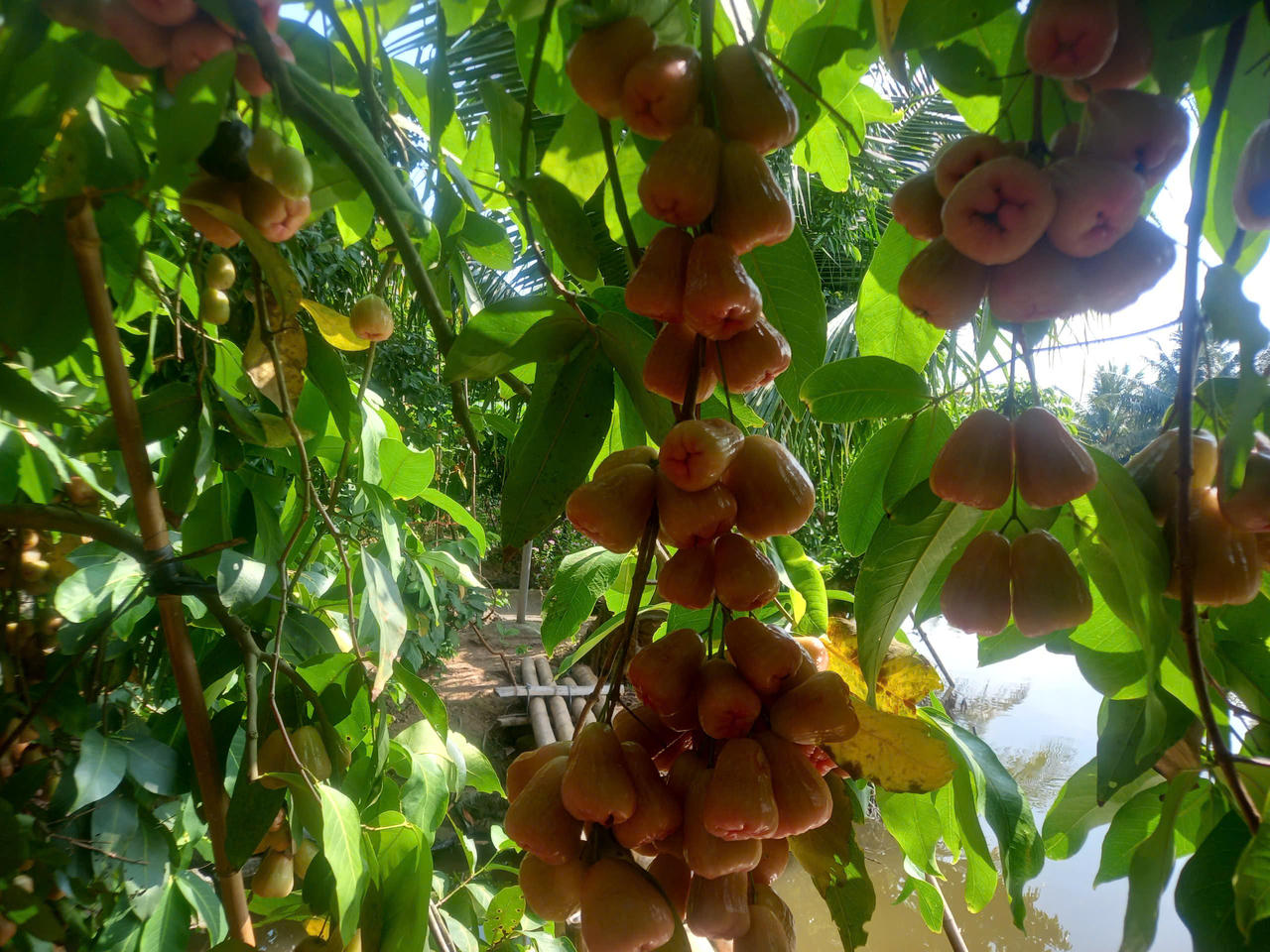 Trải nghiệm 'miền Tây thu nhỏ' giữa lòng Hải Phòng