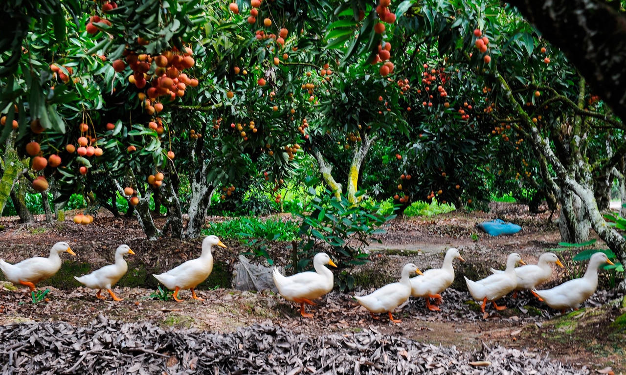 Khung cảnh làng quê thanh bình, gần gũi (ảnh Khu du lịch sinh thái Đồng Mẩn).