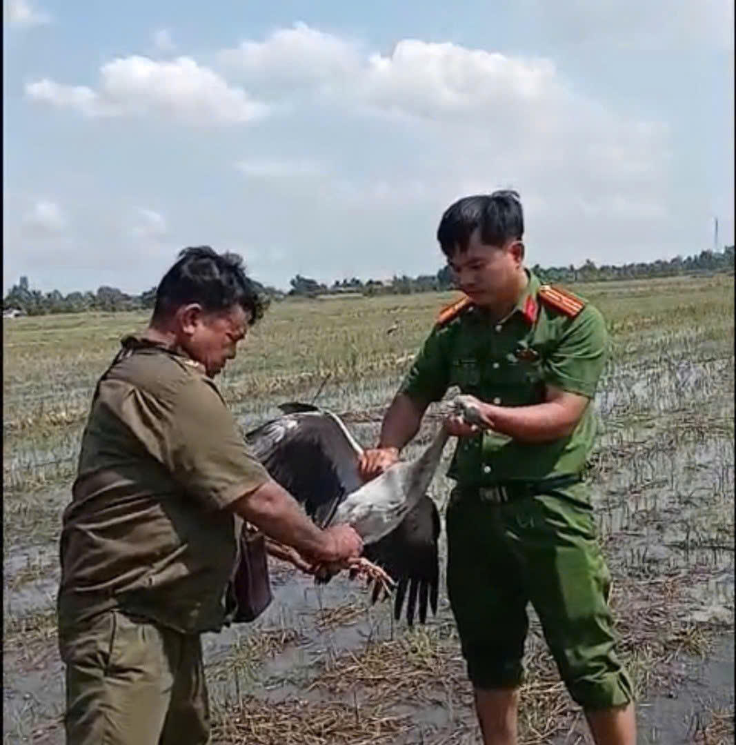 Công an xã An Long, tỉnh Đồng Tháp giải cứu 20 cá thể Cò Nhạn tại khu vực ruộng lúa thuộc ấp Nhì đang bị mắc bẫy lưới ở giữa ruộng. (Ảnh nguồn Cổng Thông tin Bộ Công an)