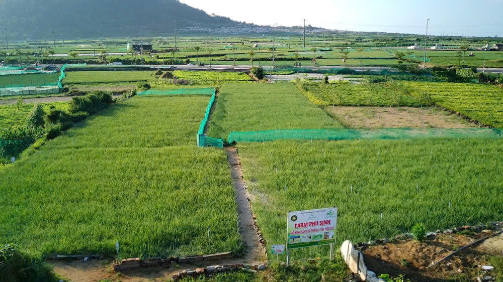 Hiệu quả tín dụng ưu đãi nhìn từ đặc khu Lý Sơn