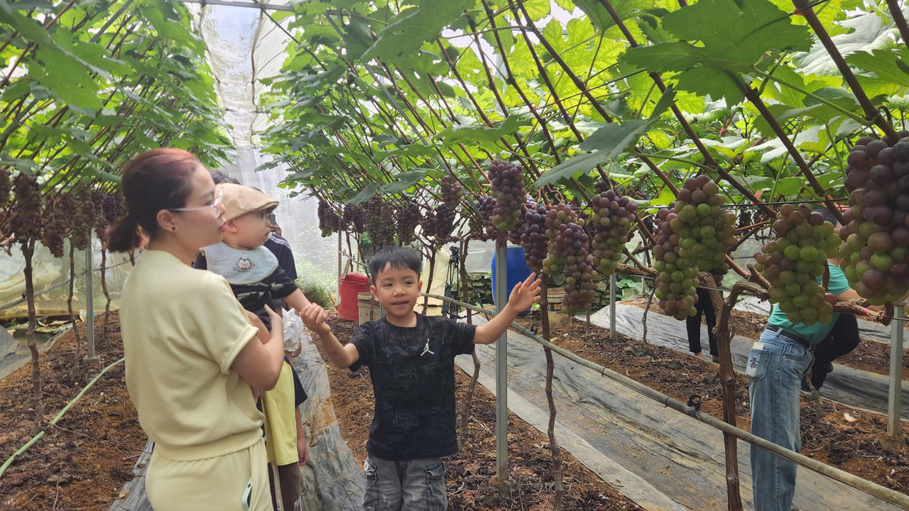 Các trang trại nông nghiệp đang trở thành điểm du lịch hấp dẫn.