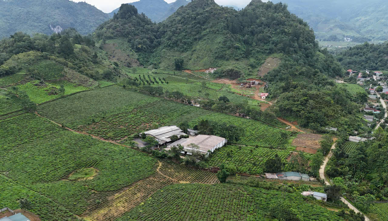 Những đồi chè xanh mướt đang trở thành nơi trải nghiệm du lịch hấp dẫn tại tỉnh Lai Châu.