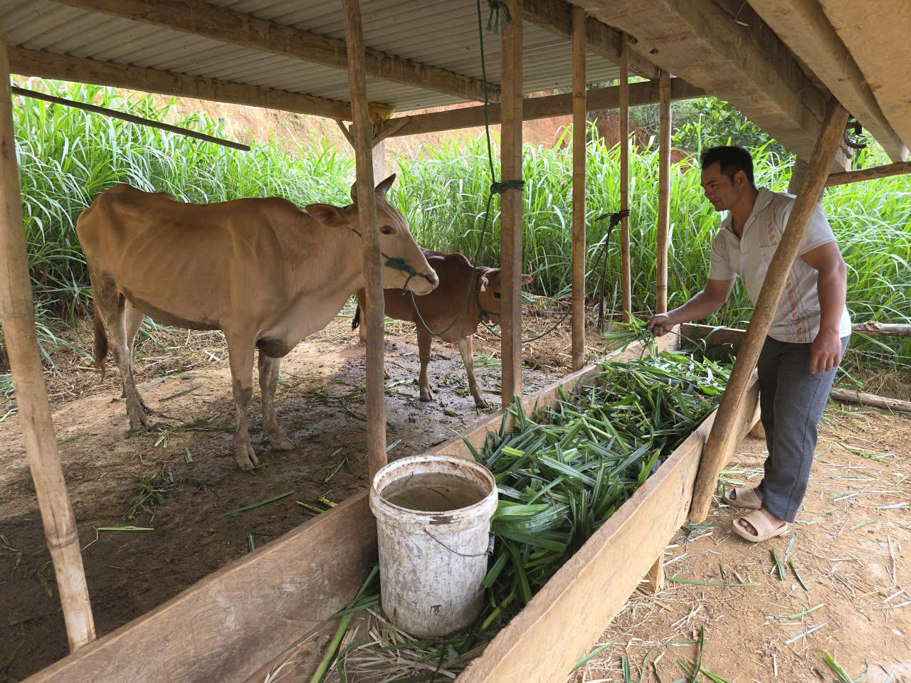 Nhờ được hỗ trợ bò sinh sản từ Chương trình MTQG giảm nghèo bền vững, gia đình anh A Muốc, thôn Pêng Siêl, xã Đăk Pék có thêm sinh kế để phát triển kinh tế, vươn lên thoát nghèo. 