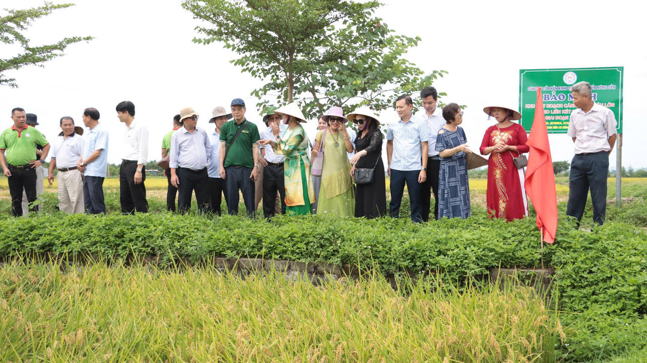 Ngày hội lúa Japonica hữu cơ năm 2026