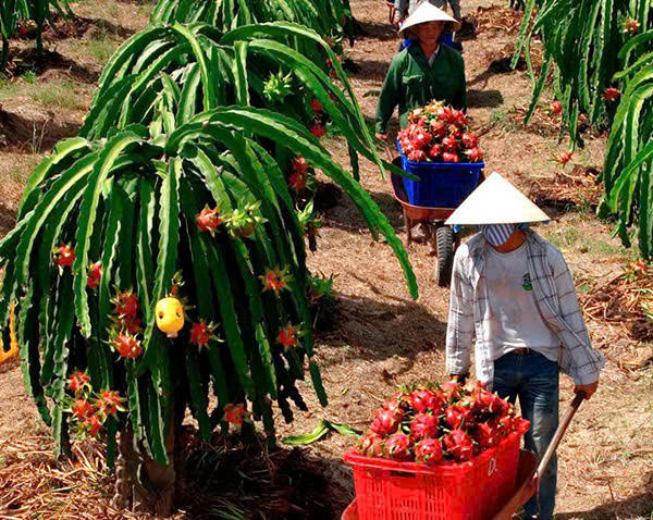 Lãnh đạo và cán bộ tín dụng NHCSXH Lâm Đồng luôn có mặt ở cơ sở để bàn bạc, hướng dẫn hộ nghèo, gia đình đồng bào DTTS sử dụng vốn chính sách đúng mục đích phát triển sản xuất, cải thiện cuộc sống.