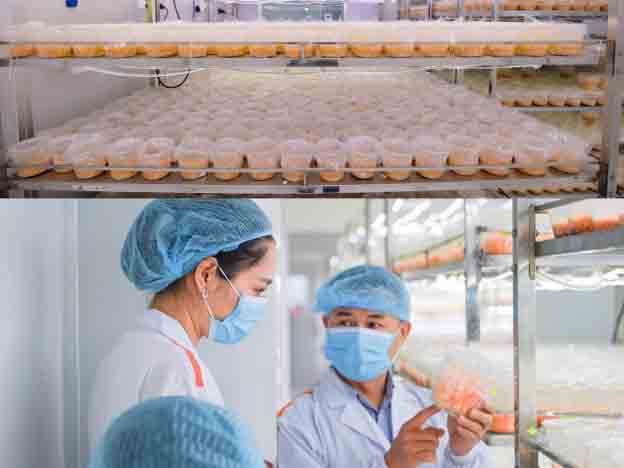 &nbsp;Kỹ thuật viên kiểm tra chất lượng đông trùng hạ thảo trong quá trình nuôi trồng tại nhà máy Lavite