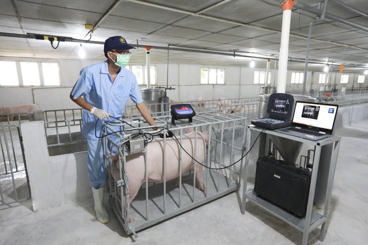 C.P. Việt Nam ứng dụng thiết bị và công nghệ trong quản lý sức khỏe đàn heo tại trang trại. Ảnh: C.P. Việt Nam.
