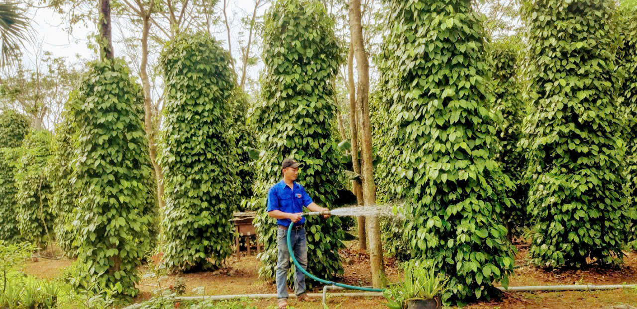 Nguồn vốn tín dụng chính sách đã giúp hộ nghèo và các đối tượng chính sách phát triển sản xuất, kinh doanh.
