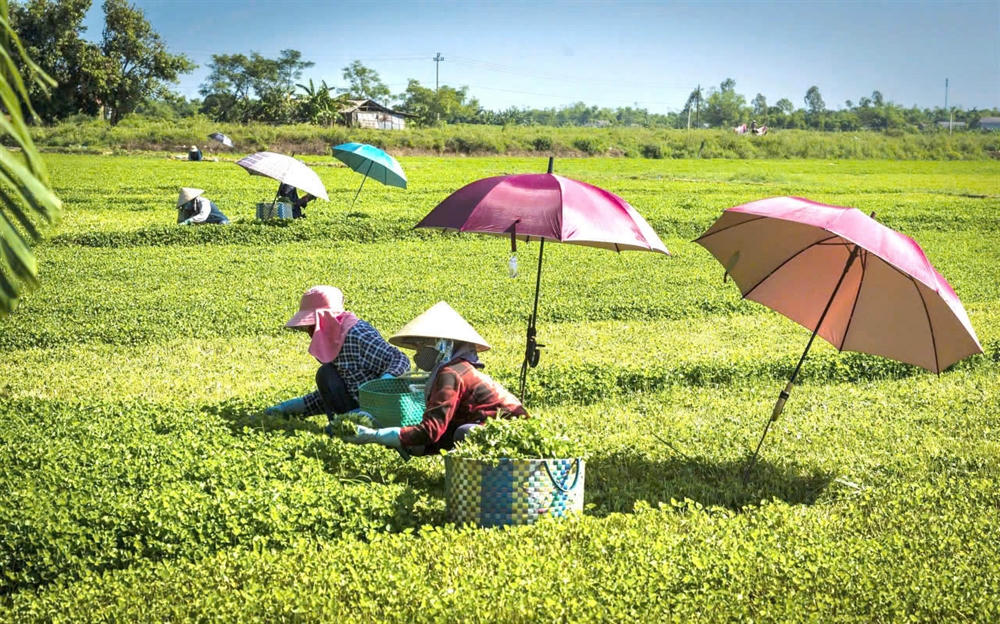 Phát triển sản phẩm OCOP gắn với thương hiệu, du lịch và làng nghề truyền thống.