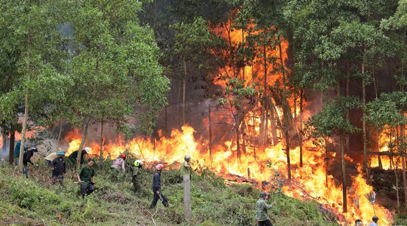 Thủ tướng yêu cầu triển khai cấp bách biện pháp phòng cháy, chữa cháy rừng